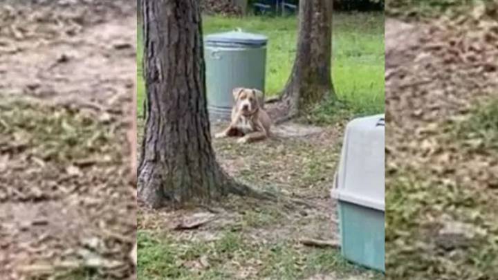 Shocked Alabama Couple Finds Furry Surprise Tied To A Tree In Their Freshly Purchased Yard