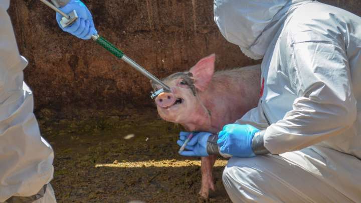 Reaparece la Peste Porcina Africana luego de Décadas: ¿El Virus Es Peligroso para Humanos?