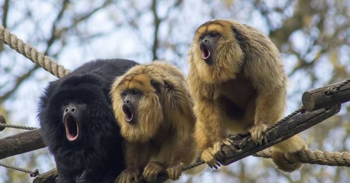 El futuro de los monos carayá: ¿pueden adaptarse al cambio?