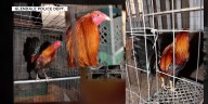 Illegal cockfighting rings persist across Arizona despite 1998 ban