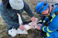 Dog Rescued After Falling Down 100-Foot Cliff, Returned to Owner Unscathed