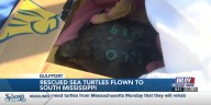 Rescued sea turtles flown to South Mississippi