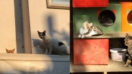 'Catstanbul', la ciudad donde los gatos mantienen un vínculo histórico con sus habitantes: no son callejeros ni mascotas
