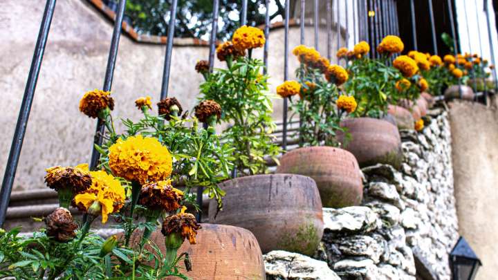 ¿Dónde poner la flor de cempasúchil además de la ofrenda de Día de Muertos?