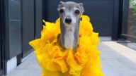 Celebrity Dog Tika the Iggy Dead at 14