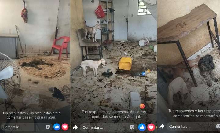 Imponen multa de 90 mp por maltrato animal en Ciudad Caucel