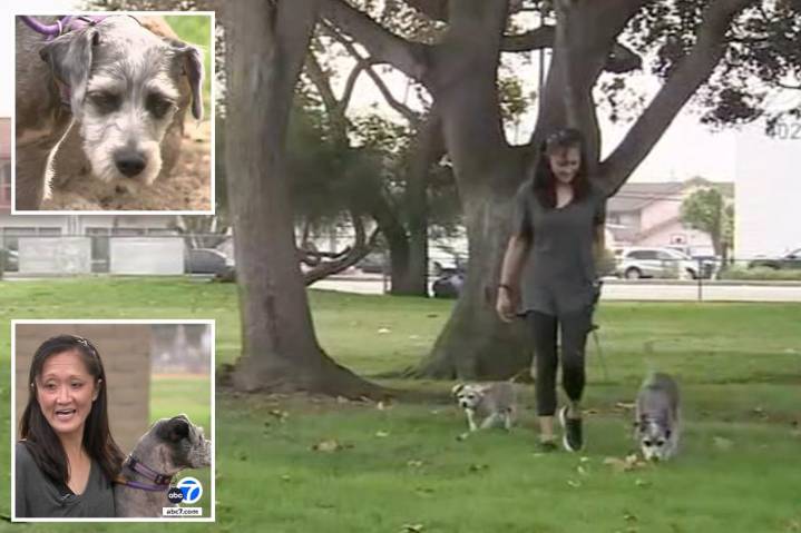 Dog rushed to vet after ingesting methamphetamine during walk in park