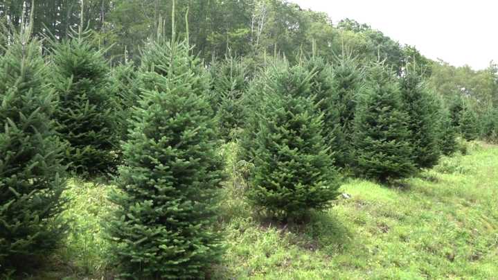 The science behind what makes North Carolina a top state for producing Christmas trees