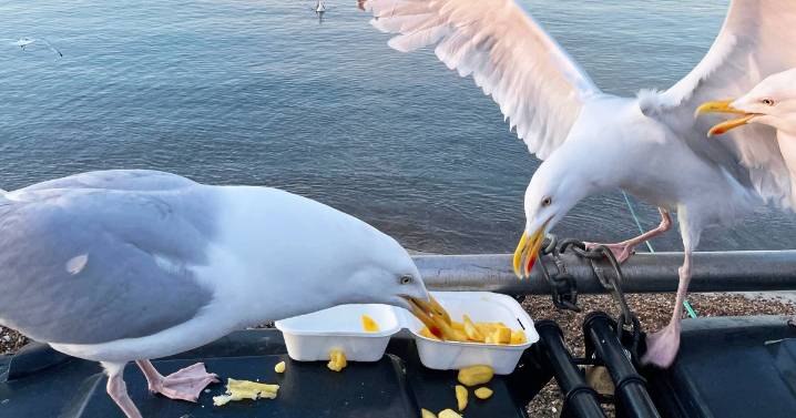 Seagulls have evolved to become better at stealing chips and are now 'really good' at it