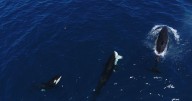 Killer whales caught on camera hunting down and eating great white sharks