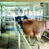 How Dairy Farmers Can Capitalize on Seeing Different Perspectives