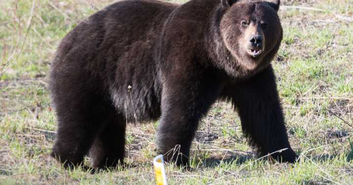 2 grizzly bears were shot during a close encounter near Seeley Lake