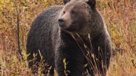 Grizzly attacks schoolchildren and teachers on a walking trail in Canada, injuring 11