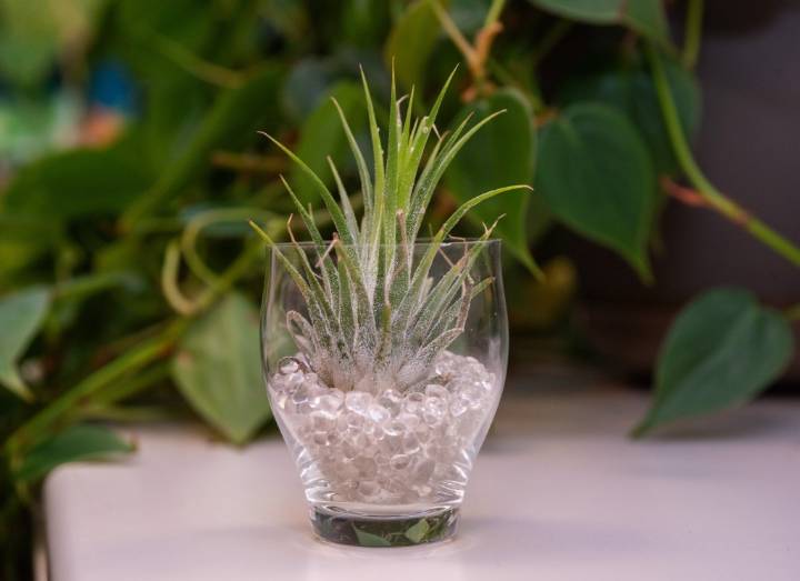 Consider Tillandsia as unique, easy plant to gift