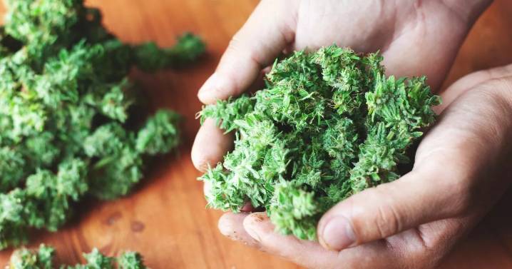 Cannabis could revive our economy as we face 'huge opportunity', drug chiefs say