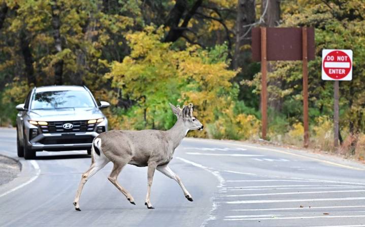 AAA warns Pennsylvania drivers as deer collisions peak during fall months