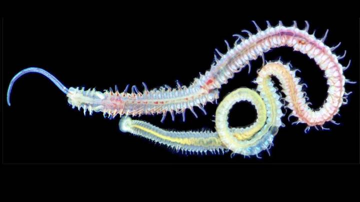 This immortal killer has been hunting lives for 500 million years