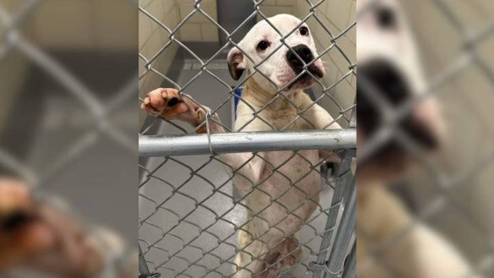 Georgia Dog Reaches Through Kennel Bars, Begging For A Home, Then Faces Heartbreak Again