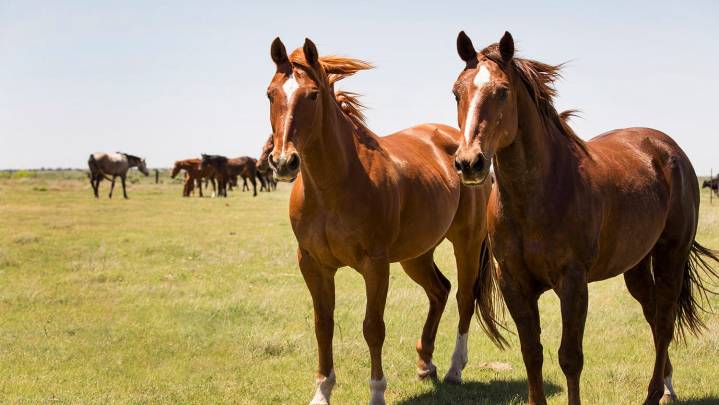 First Randall County EHV-1 case tied to Waco rodeo outbreak