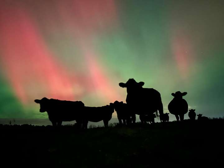 Many are moooved by the northern lights display Tuesday night