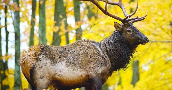 Michigan elk hunting proposals would lengthen harvest time