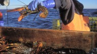 Lobster boats must keep using tracking devices for government observation, court rules