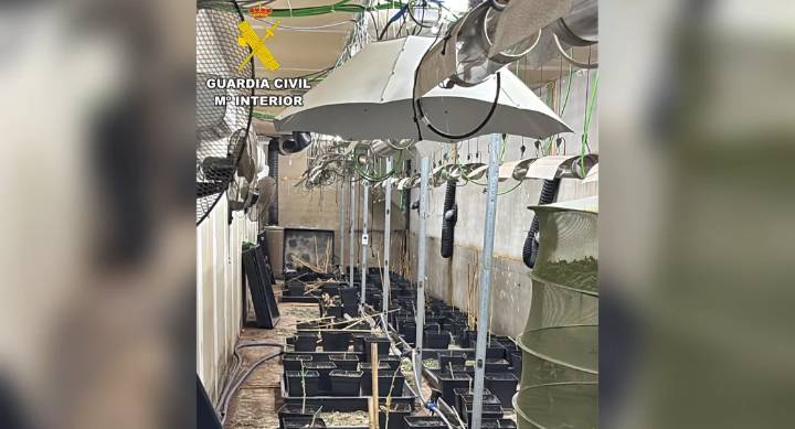 Desmantelan una plantación de marihuana en una nave industrial de Almendralejo