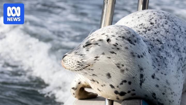 Seal escapes orca hunt by jumping onto photographer's boat