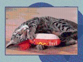 This $4 Hotdog-Shaped Cat Toy Has Cats 'Going Bananas' — & Shoppers Say It’s Surprisingly Durable