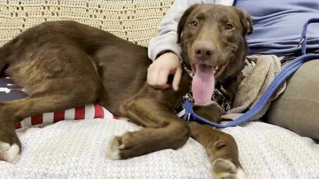 Copper, an affectionate 2-year-old Lab-husky mix, hopes to find a loving New Hampshire home