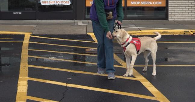 Carl's service dog training, and growth, continue