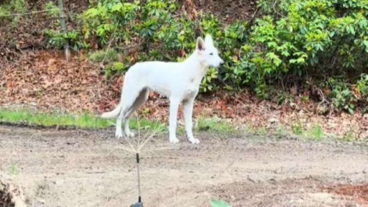 Camera Captures Strange Dog Roaming Near A Home And A Massachusetts Woman Steps In