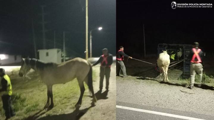 Cuatro animales sueltos en Valle Viejo