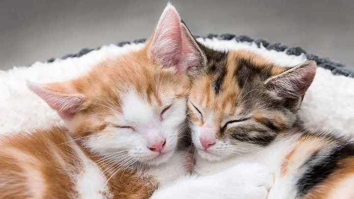 Qué significa que a una persona no le gusten los gatos, según la psicología