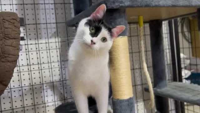 Resilient cat with special-needs looking for forever family in New Hampshire