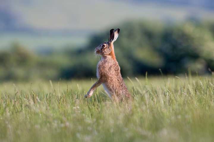 By what name is the shallow nest of the hare known? It's the Country Life Quiz of the Day, November 3, 2025