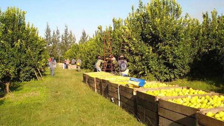 Acuerdo comercial con EEUU: los productores norteños, entre la cautela y la incertidumbre