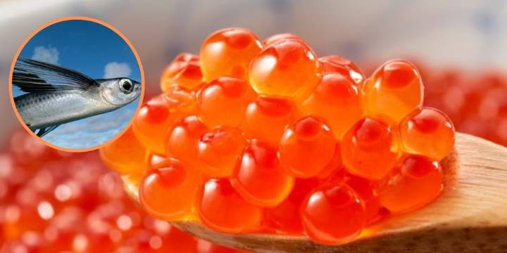 Las ovas de pez volador: el ‘caviar peruano’ que exige 70 días en altamar y busca conquistar la mesa nacional