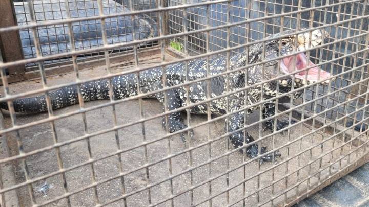 Santa Fe: un lagarto apareció debajo de un auto en pleno barrio Candioti