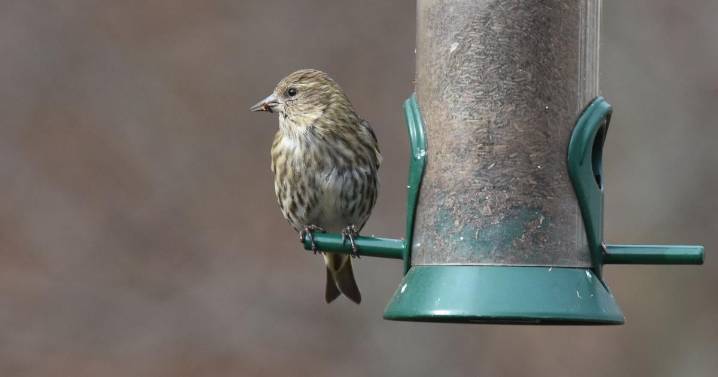 Feathered Friends: Anticipating a great winter for birding
