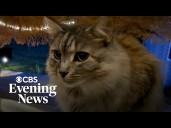 Lost cat returns home more than a year after Hurricane Helene devastated family