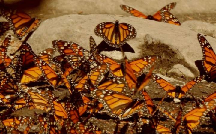 Mariposas monarcas y murciélagos magueyeros: buscan dos amenazados polinizadores en la isla más grande de México