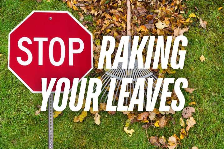Stop! Don't Rake the Leaves in Your Yard This Fall; Here's Why