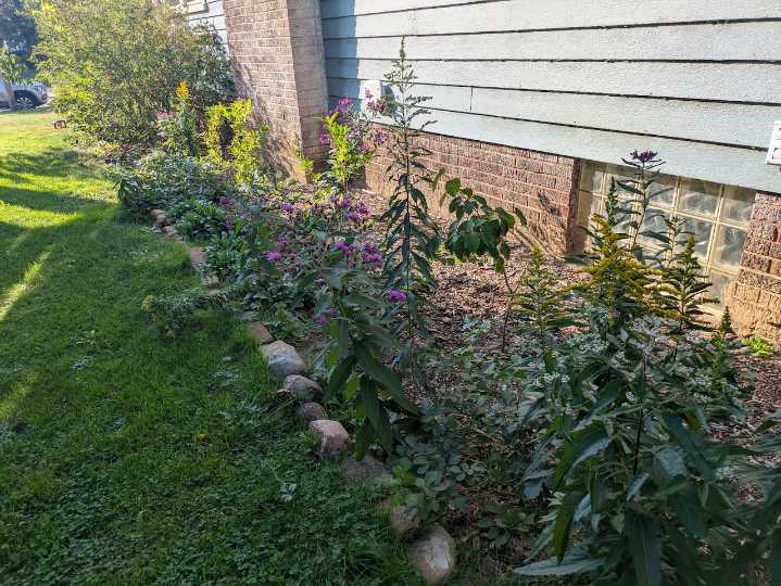 Adding native plants to cover a foundation: Once we remove nonnative shrubs, do natives fill the void?