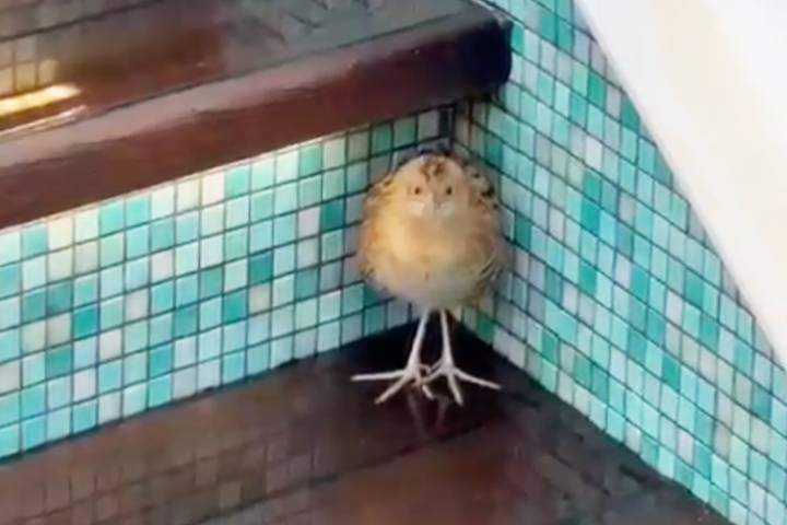 Family on Vacation Finds Rare Bird Shivering in Cruise Ship Hot Tub