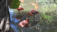 Flocking to Florida: Flamingo numbers are growing in the Sunshine State