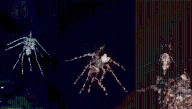 Orb-Weaving Spiders Make "Decoys" Out Of Detritus To Distract Predators