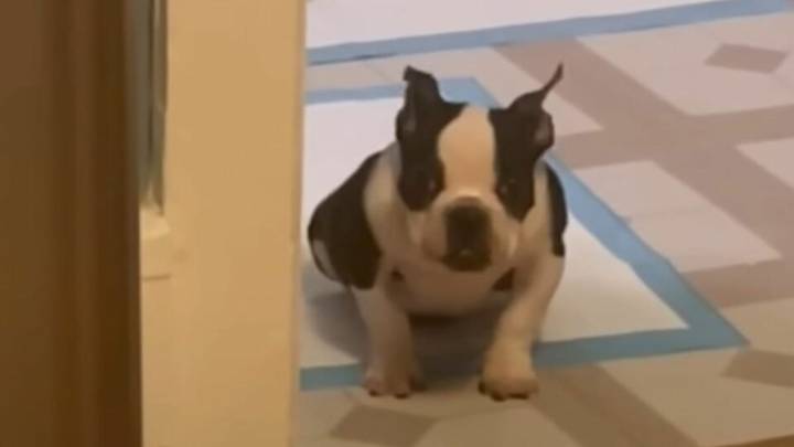 Wisconsin Foster Mom Shocked By Tiny Pup’s Swollen Belly Finds Herself Changed Forever