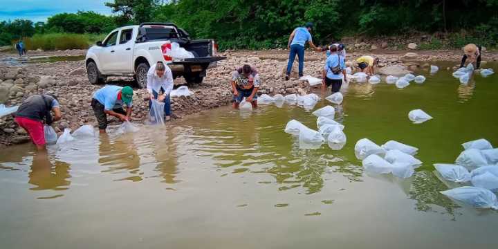 Cundinamarca avanza en la recuperación de especies nativas con nueva jornada de repoblamiento ictiológico