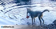 Una loba arrastra del mar una trampa de cangrejos y se come el cebo: podría ser la primera prueba de uso de herramientas en un lobo salvaje